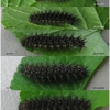 arg adippe larva5 volg